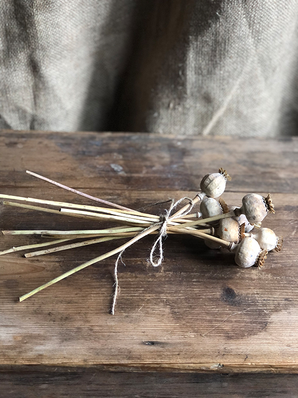 Bunch of dried poppy seed heads