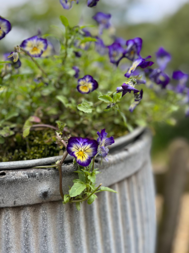 Close up of a galvanised vintage garden dolly tub planter filled with violet coloured pansies spilling over the sides