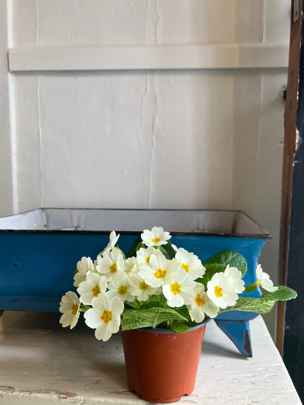 Blue enamel planter on legs with a potted yellow primula in front against a white background