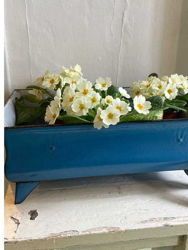 Close view of blue enamel planter on legs filled with yellow primulas against a white background
