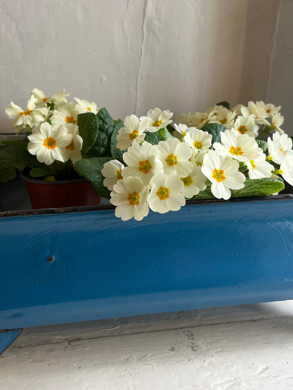 Front view of blue enamel planter on legs filled with yellow primulas against a white background